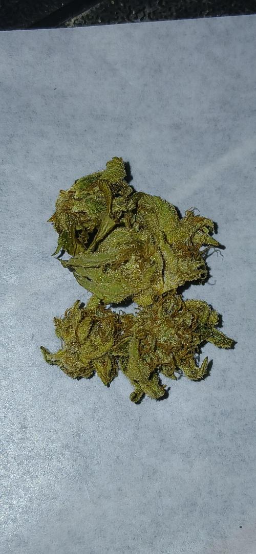 #10. Gorilla Runtz Seedsman. Week 16