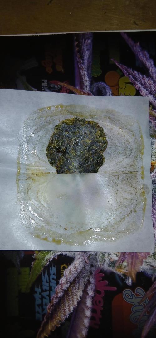 #10. Gorilla Runtz Seedsman. Week 16