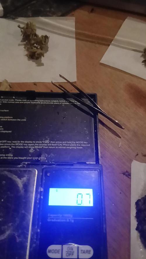 #10. Gorilla Runtz Seedsman