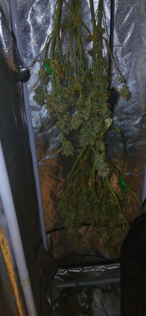 #11 Fast Buds Run#2. Week 12 - Fastbudz girl scout cookies, gorilla skunk, og kush.