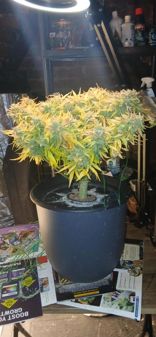 #11 Fast Buds Run#2. Week 12 - Fastbudz girl scout cookies, gorilla skunk, og kush.