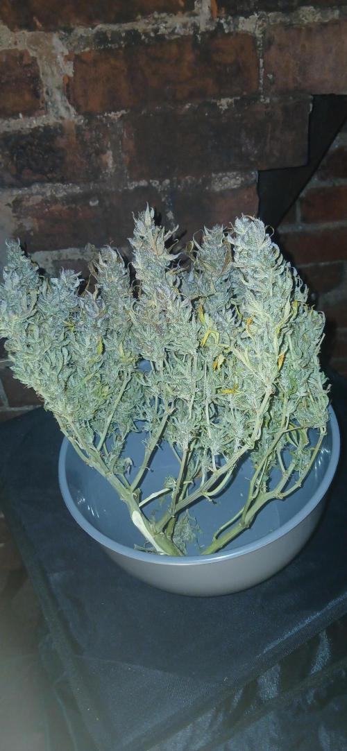 #11 Fast Buds Run#2. Week 12 - Fastbudz girl scout cookies, gorilla skunk, og kush.