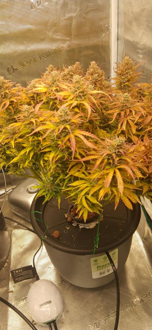 #11 Fast Buds Run#2. Week 12 - Fastbudz girl scout cookies, gorilla skunk, og kush.