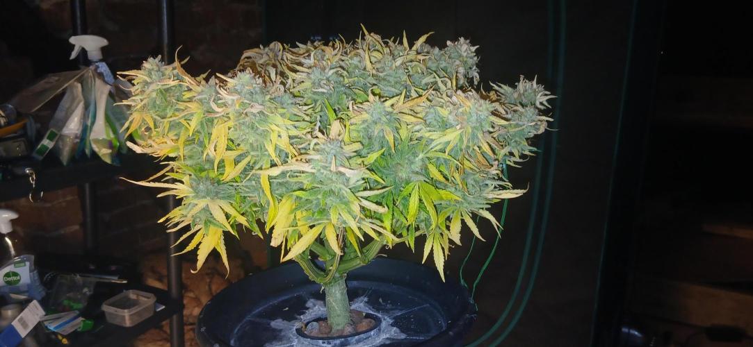 #11 Fast Buds Run#2. Week 12 - Fastbudz girl scout cookies, gorilla skunk, og kush.