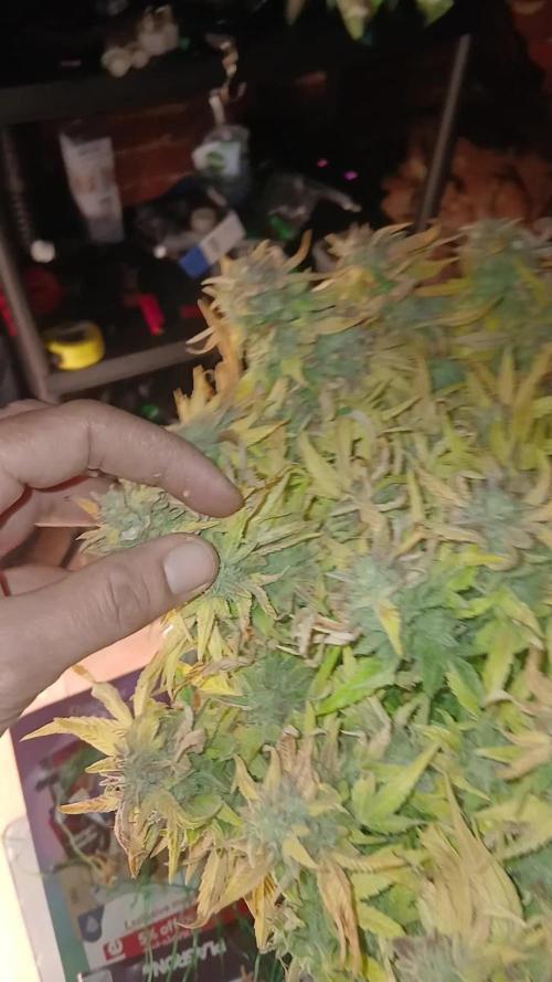 #11 Fast Buds Run#2