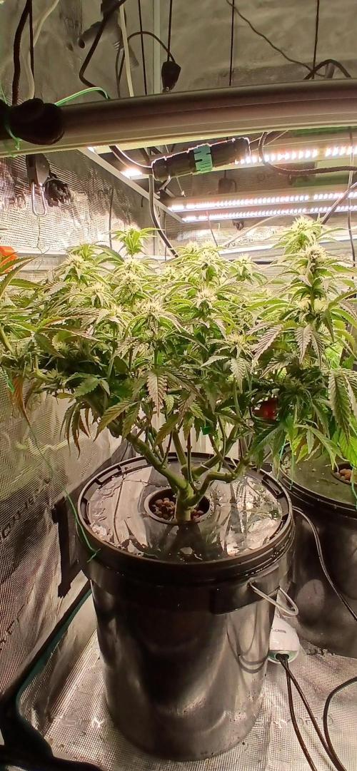 #12Cheese Run. Week 12