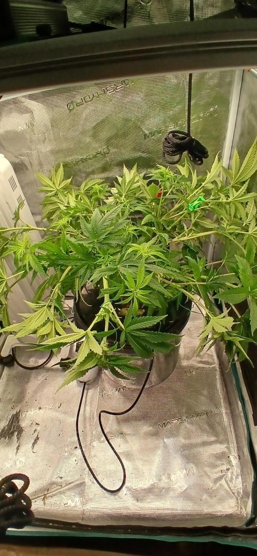 #12Cheese Run. Week 12