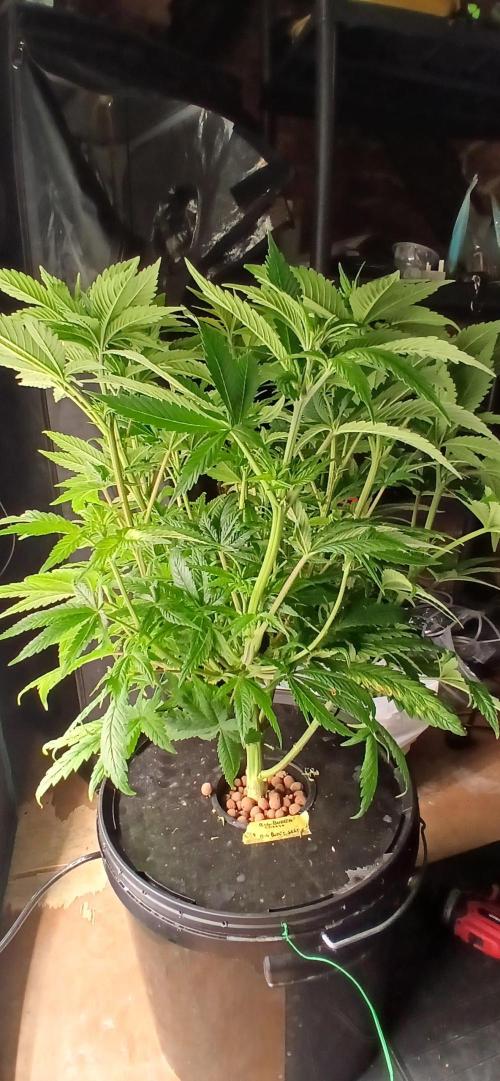 #12Cheese Run. Week 12