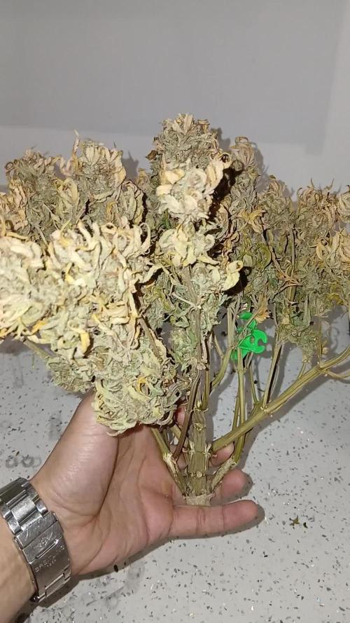 #11 Fast Buds Run#2