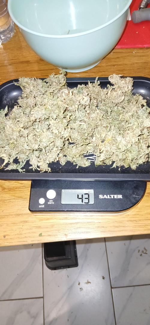 #11 Fast Buds Run#2. Week 12