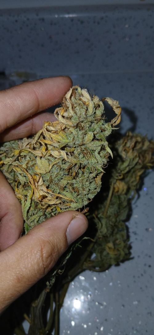 #11 Fast Buds Run#2. Week 12