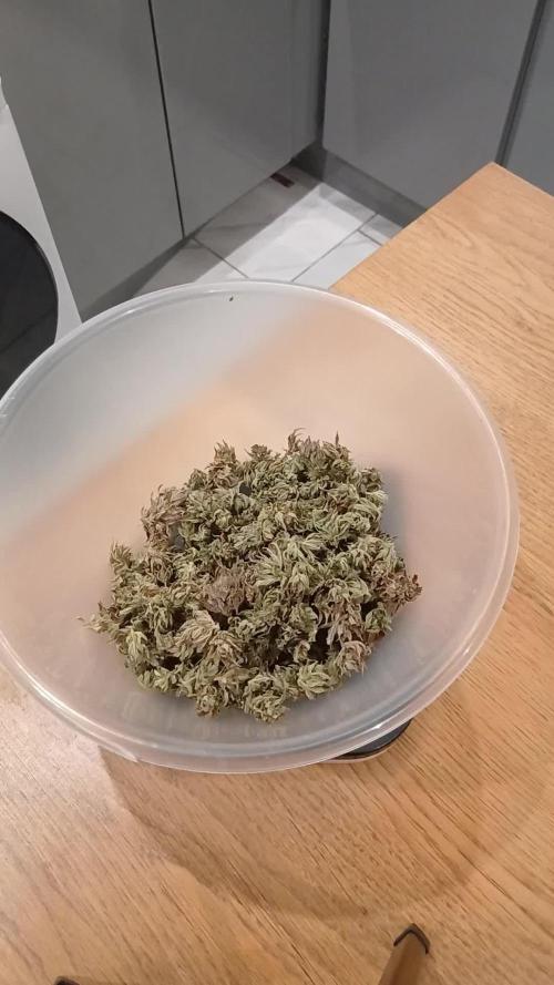 #11 Fast Buds Run#2
