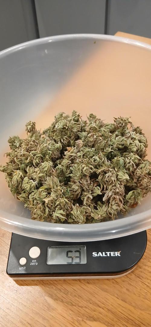 #11 Fast Buds Run#2. Week 12