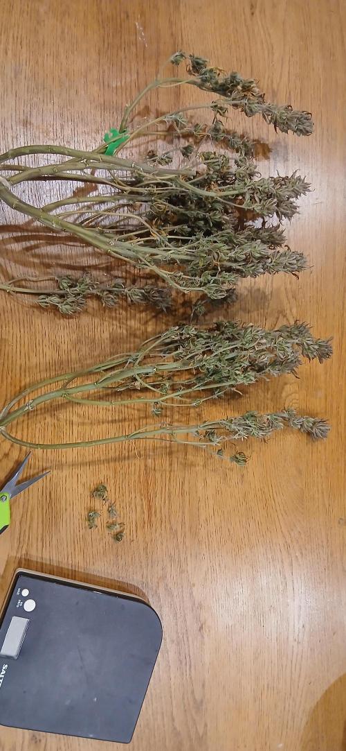 #11 Fast Buds Run#2. Week 12