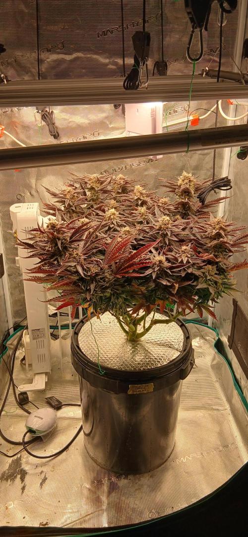 #12Cheese Run. Week 19