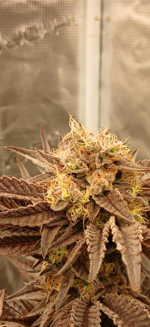 #12Cheese Run. Week 19