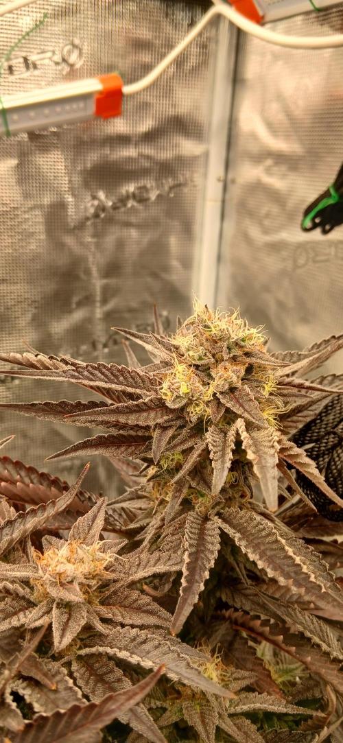 #12Cheese Run. Week 19