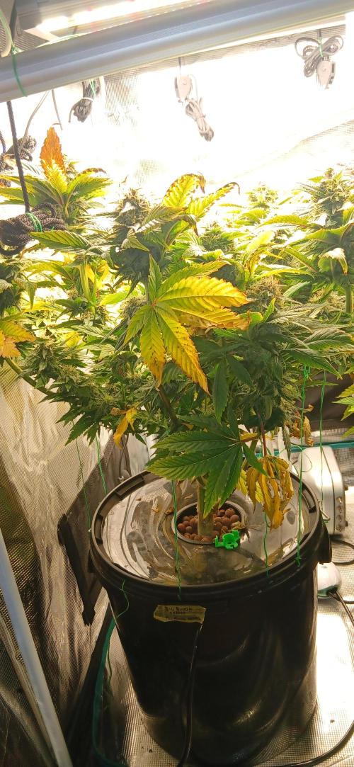 #12Cheese Run. Week 20 - Big budda cheese. Day 46in flowe