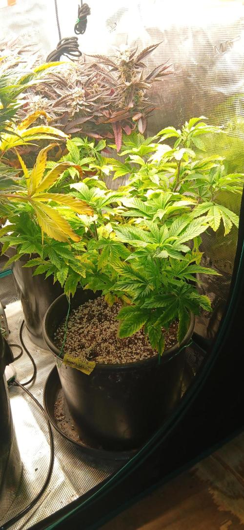 #12Cheese Run. Week 20 - Expert Seed. Blue Cheese. Day 2 since 12 12