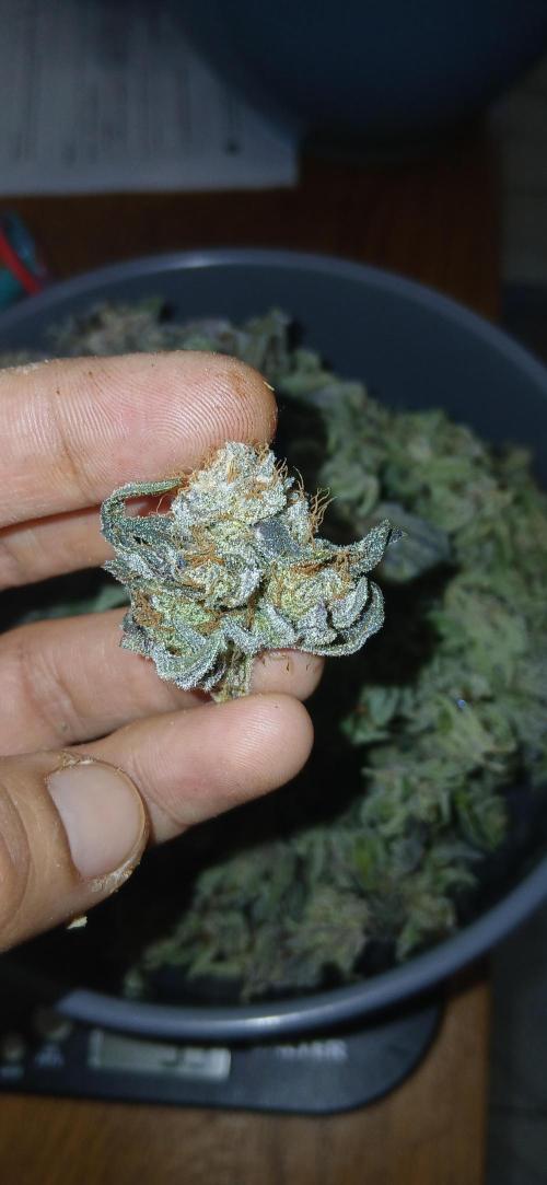 #12Cheese Run. Week 21 - Baddazz og cheese seeds man 