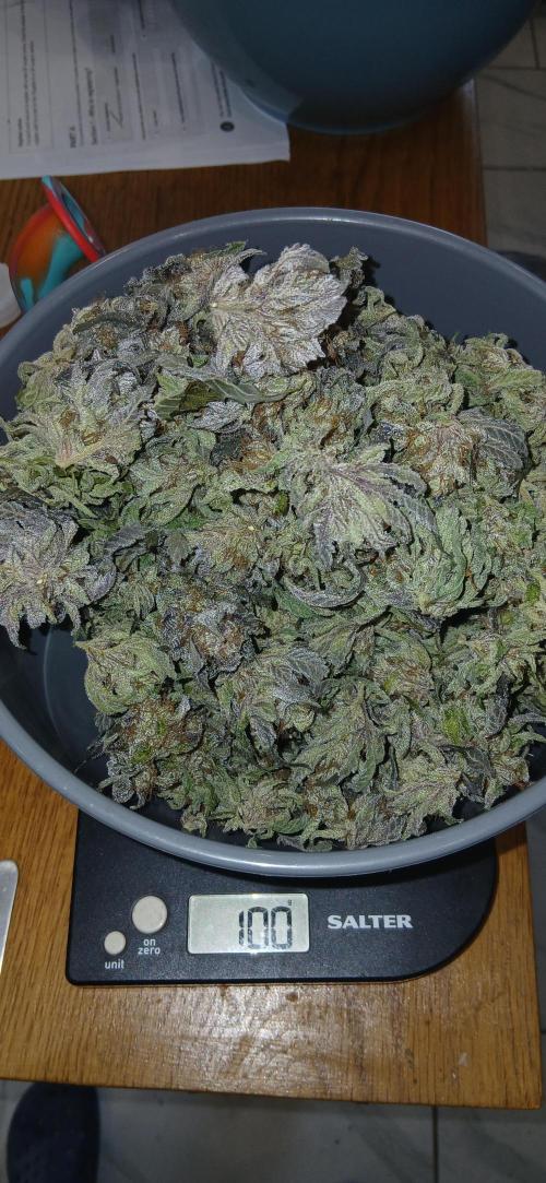 #12Cheese Run. Week 21 - Baddazz og cheese seeds man 