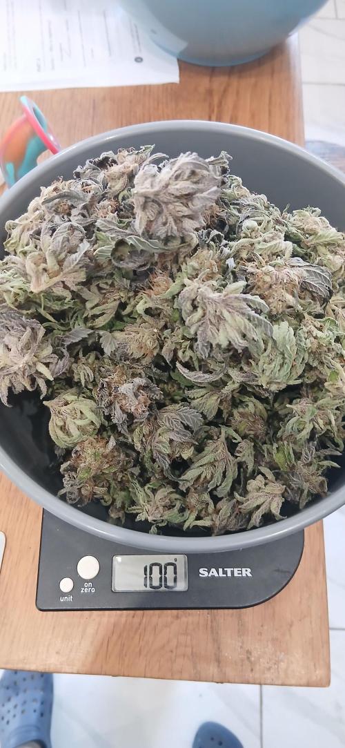#12Cheese Run. Week 21 - Baddazz og cheese seeds man 