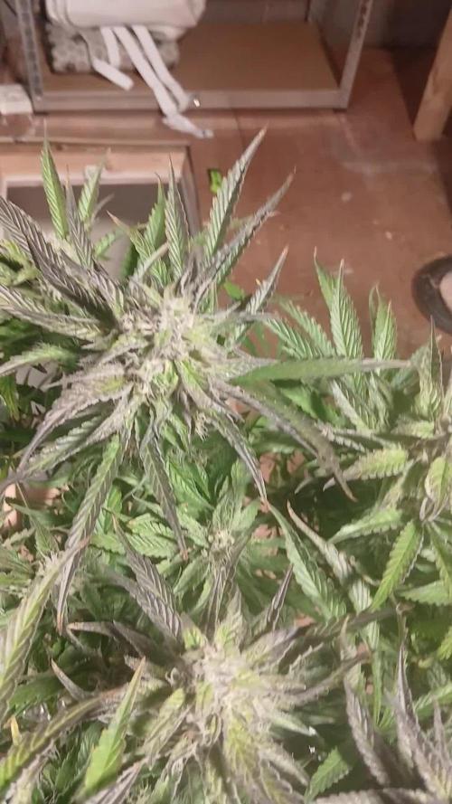 Seedsman vs Atlas Seeds