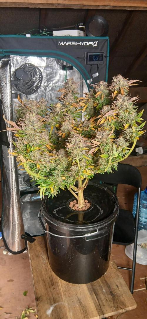 #12Cheese Run. Week 21 - Big budda cheese 