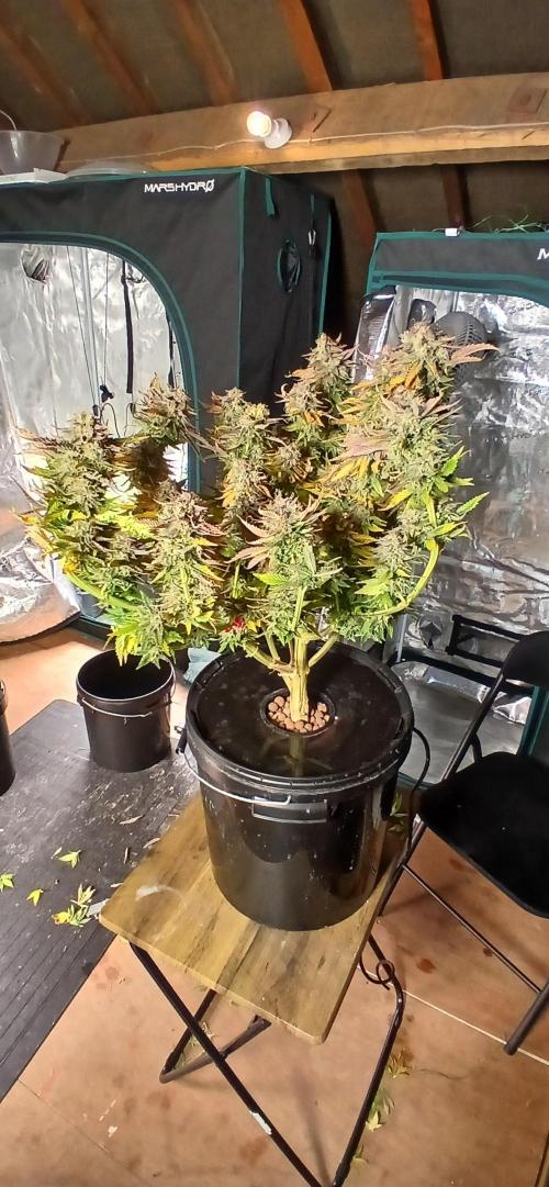 #12Cheese Run. Week 21 - Big budda cheese 
