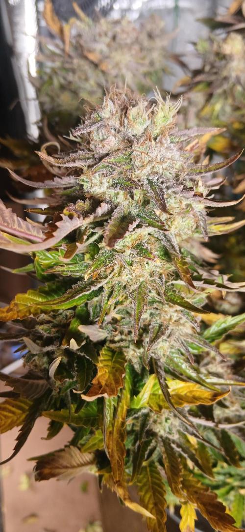 #12Cheese Run. Week 21 - Big budda cheese 