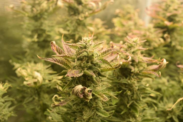 Seedsman vs Atlas Seeds. Week 10 - Mendos breath atlas seeds. Day 69. 