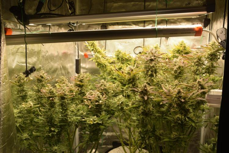Seedsman vs Atlas Seeds. Week 10 - Mendos breath atlas seeds vs gelato og seedsman. Day 69. 