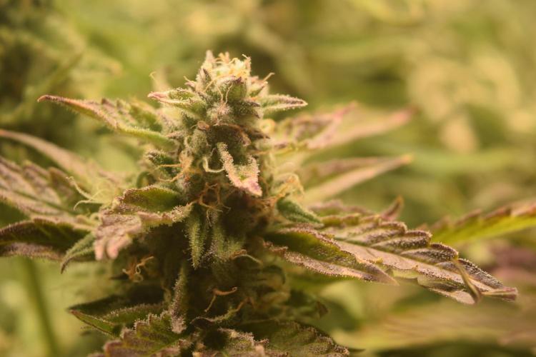 Seedsman vs Atlas Seeds. Week 10 - Mendos breath atlas seeds . Day 69. 