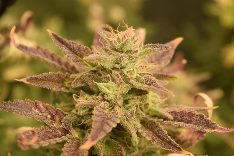 Seedsman vs Atlas Seeds. Week 10 - Mendos breath atlas seeds. Day 69. 