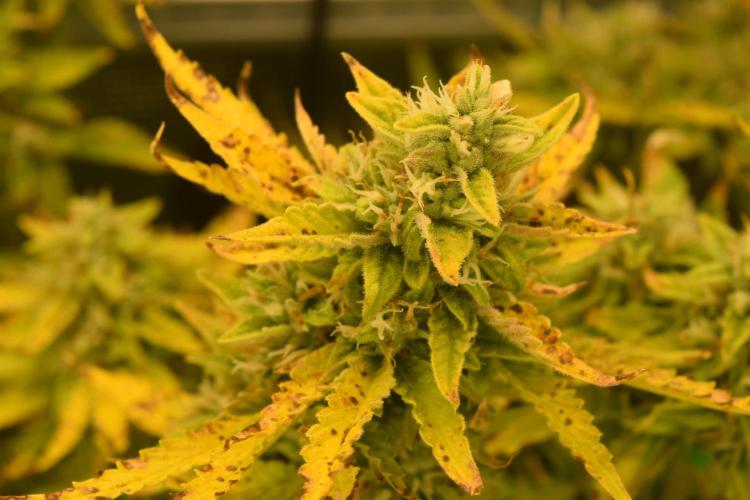 Seedsman vs Atlas Seeds. Week 10 - Gelato og seedsman. Day 69. 