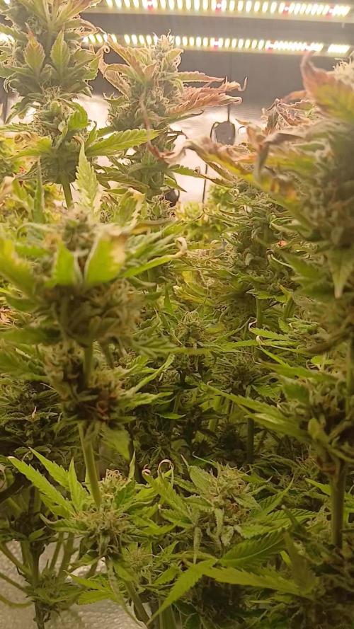 Seedsman vs Atlas Seeds