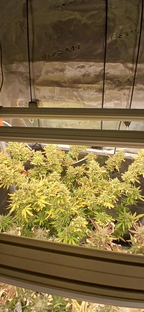 Seedsman vs Atlas Seeds. Week 11
