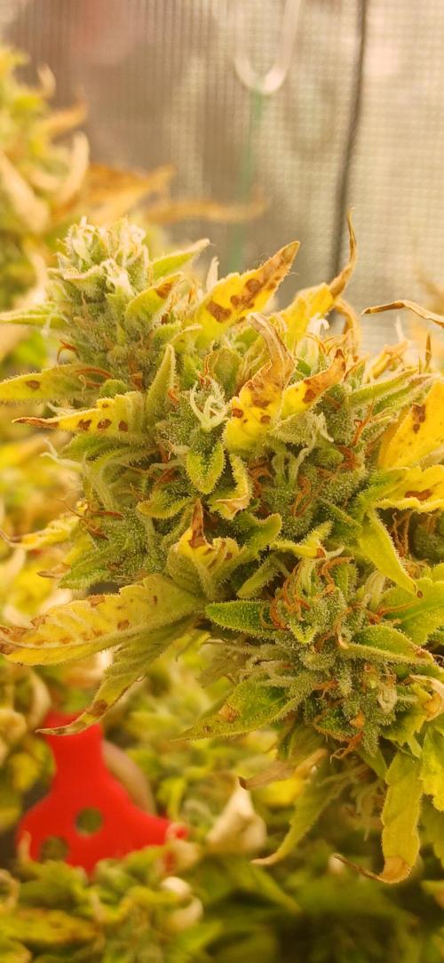 Seedsman vs Atlas Seeds. Week 11