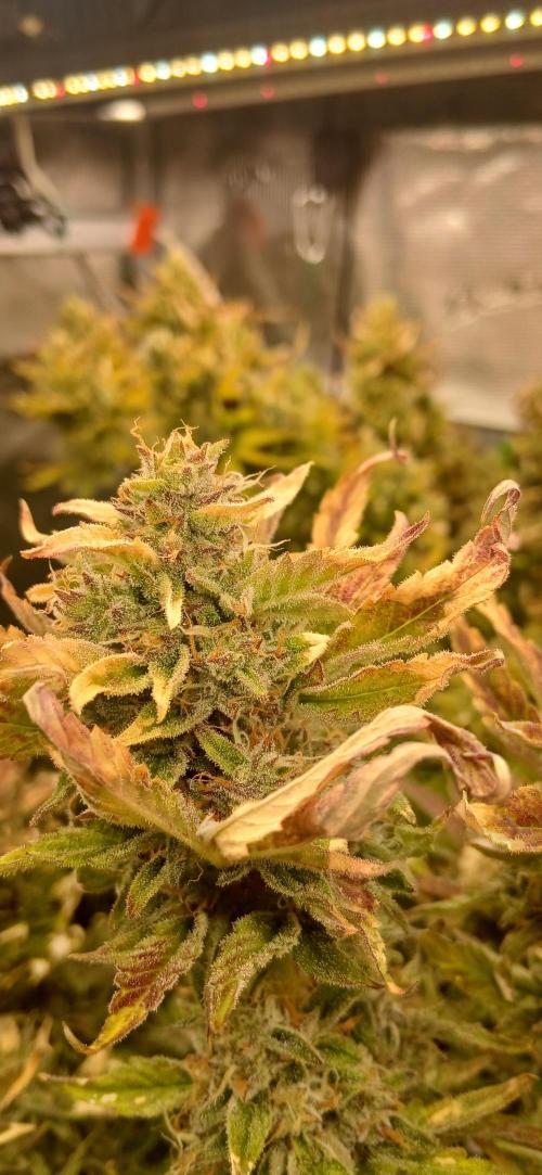 Seedsman vs Atlas Seeds. Week 11