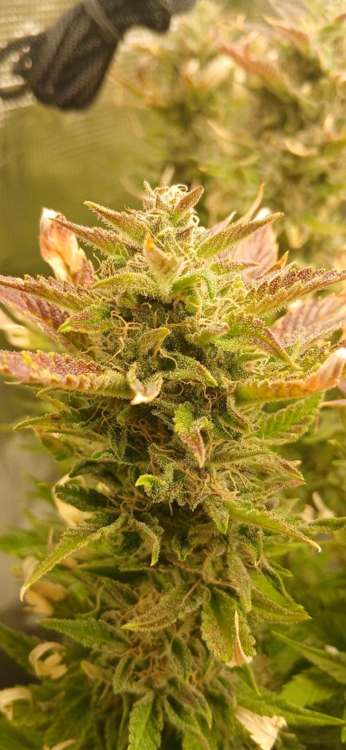 Seedsman vs Atlas Seeds. Week 11