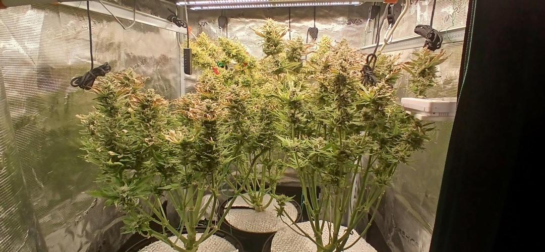 Seedsman vs Atlas Seeds. Week 11
