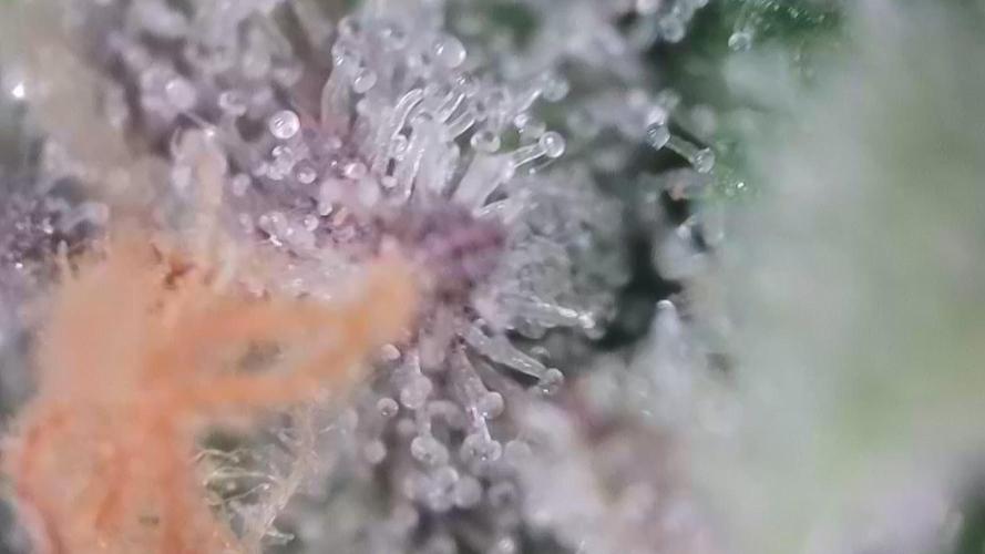 Seedsman vs Atlas Seeds. Week 11
