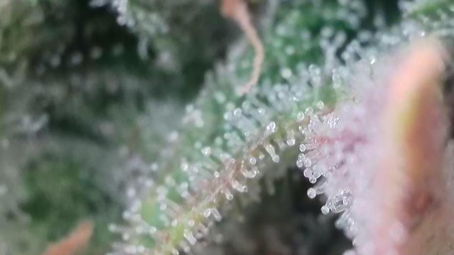 Seedsman vs Atlas Seeds. Week 11