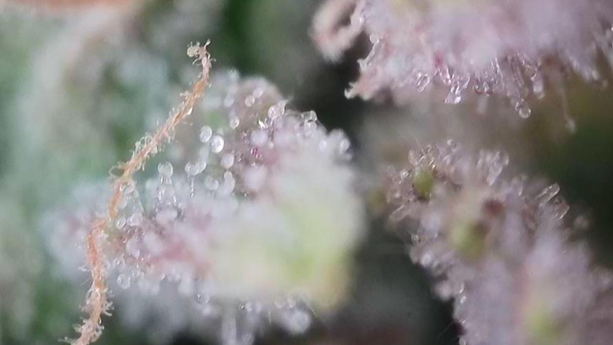 Seedsman vs Atlas Seeds. Week 11