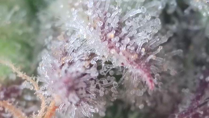 Seedsman vs Atlas Seeds. Week 11