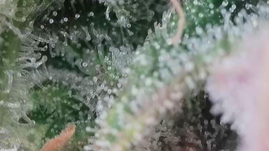 Seedsman vs Atlas Seeds. Week 11