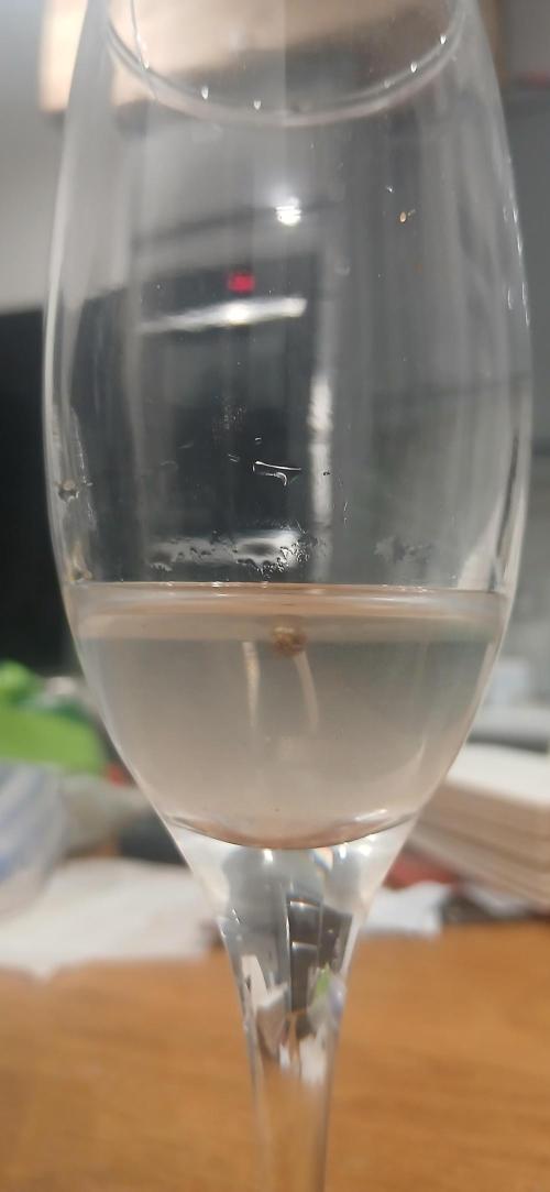 Garlic Mint Sherbert. Week 0 - 22.05.26. 