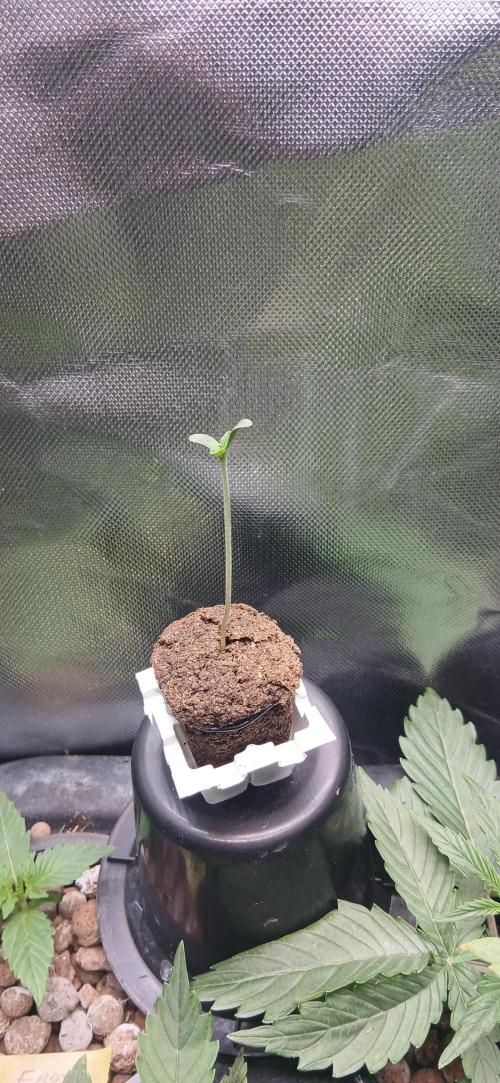 Garlic Mint Sherbert. Week 0 - Day 3. She is looking happy. Very high heat...35°C