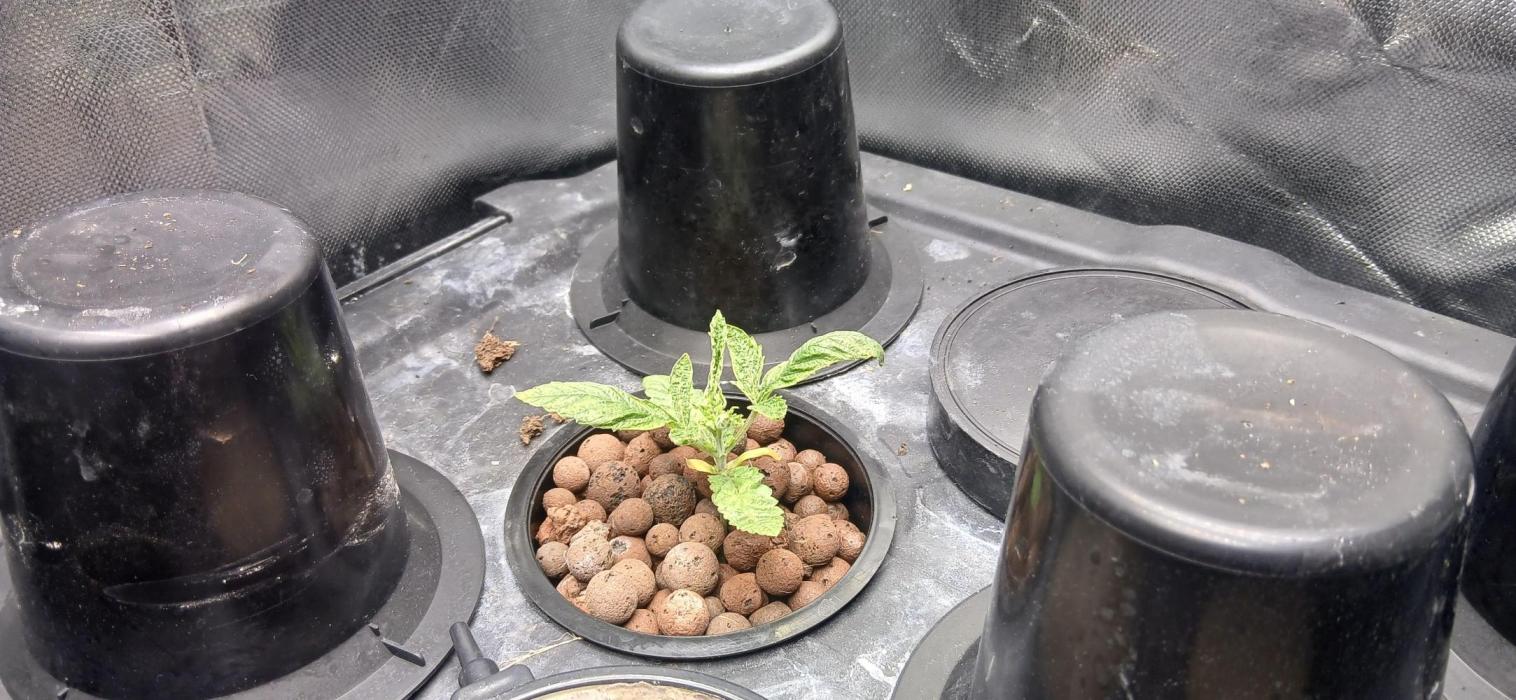 Garlic Mint Sherbert. Week 3 - Day 18