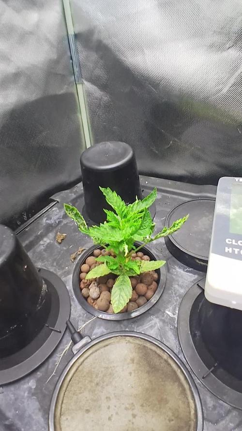 Garlic Mint Sherbert